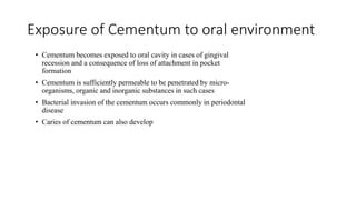 Exposure of Cementum to oral environment
• Cementum becomes exposed to oral cavity in cases of gingival
recession and a consequence of loss of attachment in pocket
formation
• Cementum is sufficiently permeable to be penetrated by micro-
organisms, organic and inorganic substances in such cases
• Bacterial invasion of the cementum occurs commonly in periodontal
disease
• Caries of cementum can also develop
 