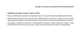 Changes in Cementum Associated with Periodontal Disease
• Inhibitory principle of matrix- Morris (1975)
• Disease inhibited development of implanted marrow whereas demineralised healthy tooth did not
• Demineralised diseased roots showed more inhibition-toxins must have seeped into root matrix
during pocket formation and demineralization removed the toxin allowing development of marrow
• According to inhibitory principle of matrix-phenol extraction usually required to remove toxins
from bacterial cell wall is not necessary to make diseased cementum receptive cell attachment
 