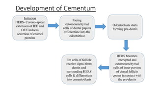 Development of Cementum
Initiation
HERS- Corono-apical
extension of IEE and
OEE induces
secretion of enamel
proteins
Facing
ectomesenchymal
cells of dental papilla
differentiate into the
odontoblast
HERS becomes
interupted and
ectomesenchymal
cells of inner portion
of dental follicle
comes in contact with
the pre-dentin
Odontoblasts starts
forming pre-dentin
Em cells of follicle
receive signal from
dentin and
surrounding HERS
cells & differentiate
into cementoblasts
 