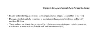 Changes in Cementum Associated with Periodontal Disease
• In early and moderate periodontitis- acellular cementum is affected (coronal half of the root)
• Damage extends to cellular cementum in most advanced periodontal conditions and furcally
positioned lesions
• These surfaces are almost always covered by cellular cementum during successful regeneration,
whether this is adequate is unclear (McNeil and Sommerman-1999)
 