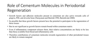 Role of Cementum Molecules in Periodontal
Regeneration
• Growth factors and adhesion molecules present in cementum are also active towards cells of
gingiva, PDL and alveolar bone (Narayanan and Bartold-1996; Bartold etal-2000)
• Its possible that these growth factors present have the potential to participate in the regeneration of
these tissues
• But its not significant as growth factors remain bound within cementum matrix
• Even if inflammatory component releases them, their relative concentrations are likely to be less
than those available from blood and inflammatory cells
• Therefore contributions of cementum molecules towards regeneration of other periodontal tissues
are likely to remain marginal
 