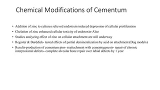 Chemical Modifications of Cementum
• Addition of zinc to cultures relieved endotoxin induced depression of cellular proliferation
• Chelation of zinc enhanced cellular toxicity of endotoxin-Aleo
• Studies analyzing effect of zinc on cellular attachment are still underway
• Register & Burddick- tested effects of partial demineralization by acid on attachment (Dog models)
• Results-production of cementum pins- reattachment with cementogenesis- repair of chronic
interproximal defects- complete alveolar bone repair over labial defects by 1 year
 