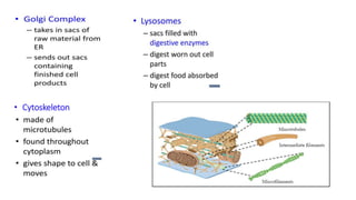 • Cytoskeleton
 