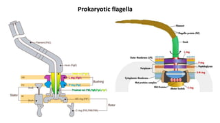Prokaryotic flagella
 