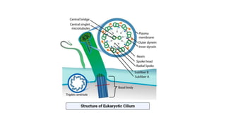 ultrastructure_cell_prokaryotic_eukaryoticpptx