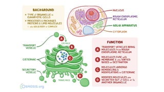 ultrastructure_cell_prokaryotic_eukaryoticpptx
