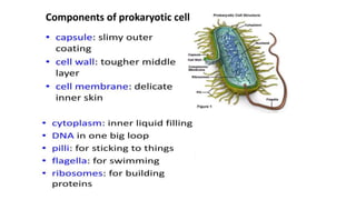 Components of prokaryotic cell
Components of prokaryotic cell
 