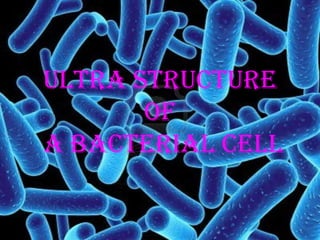 Ultra Structure
of
a Bacterial Cell

 