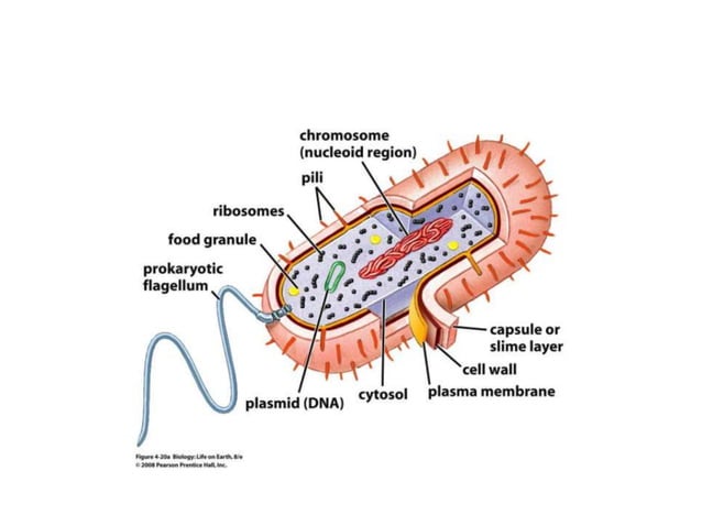 Ultrastructure Of A Bacterial Cell Ultra structure of a bacterial cell