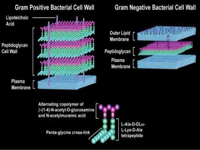 Ultra structure of a bacterial cell