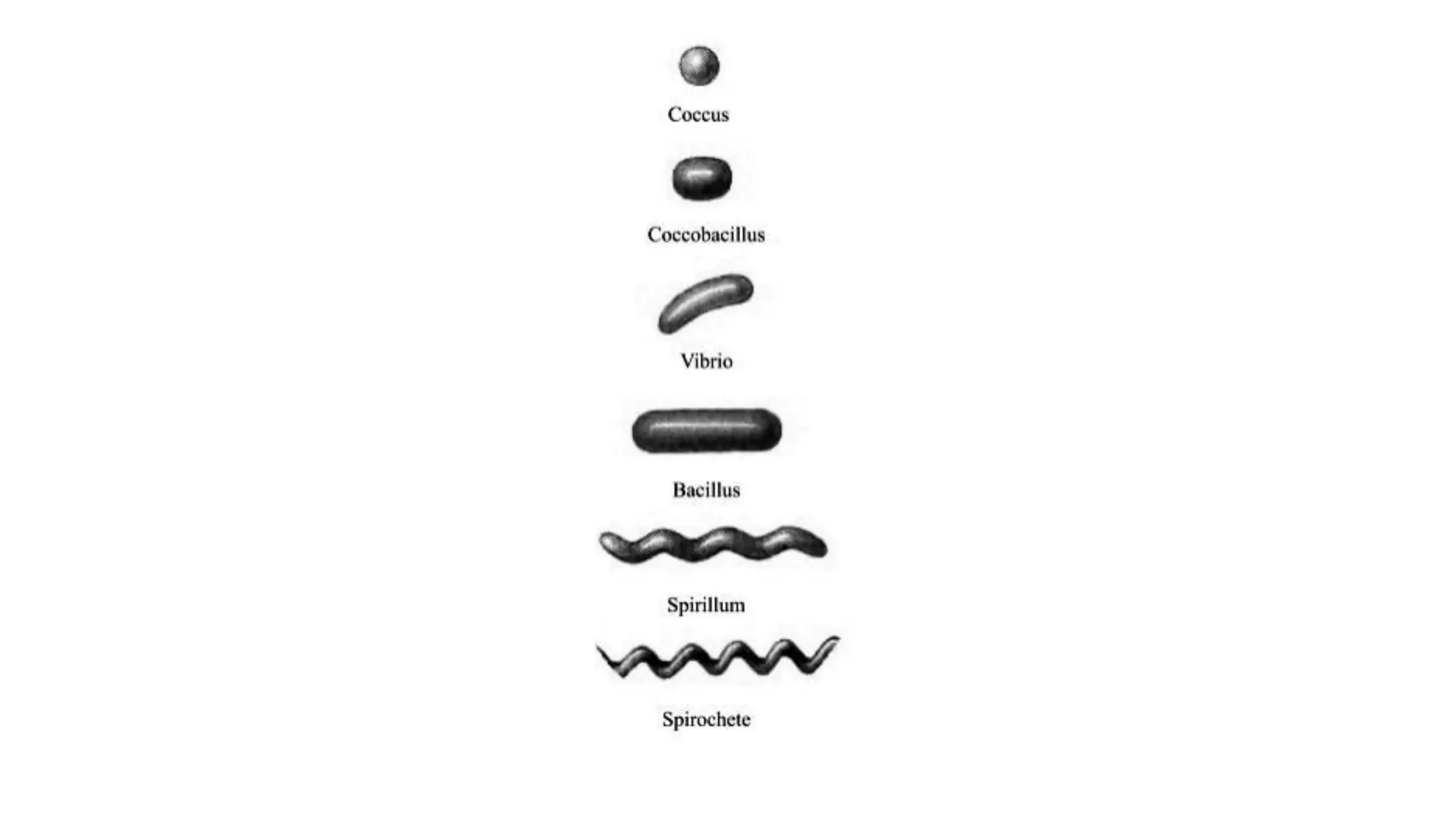Ultra Structure Of Bacteria pdf Biological Sciences Science Ultra structure of bacteria pdf biological sciences science