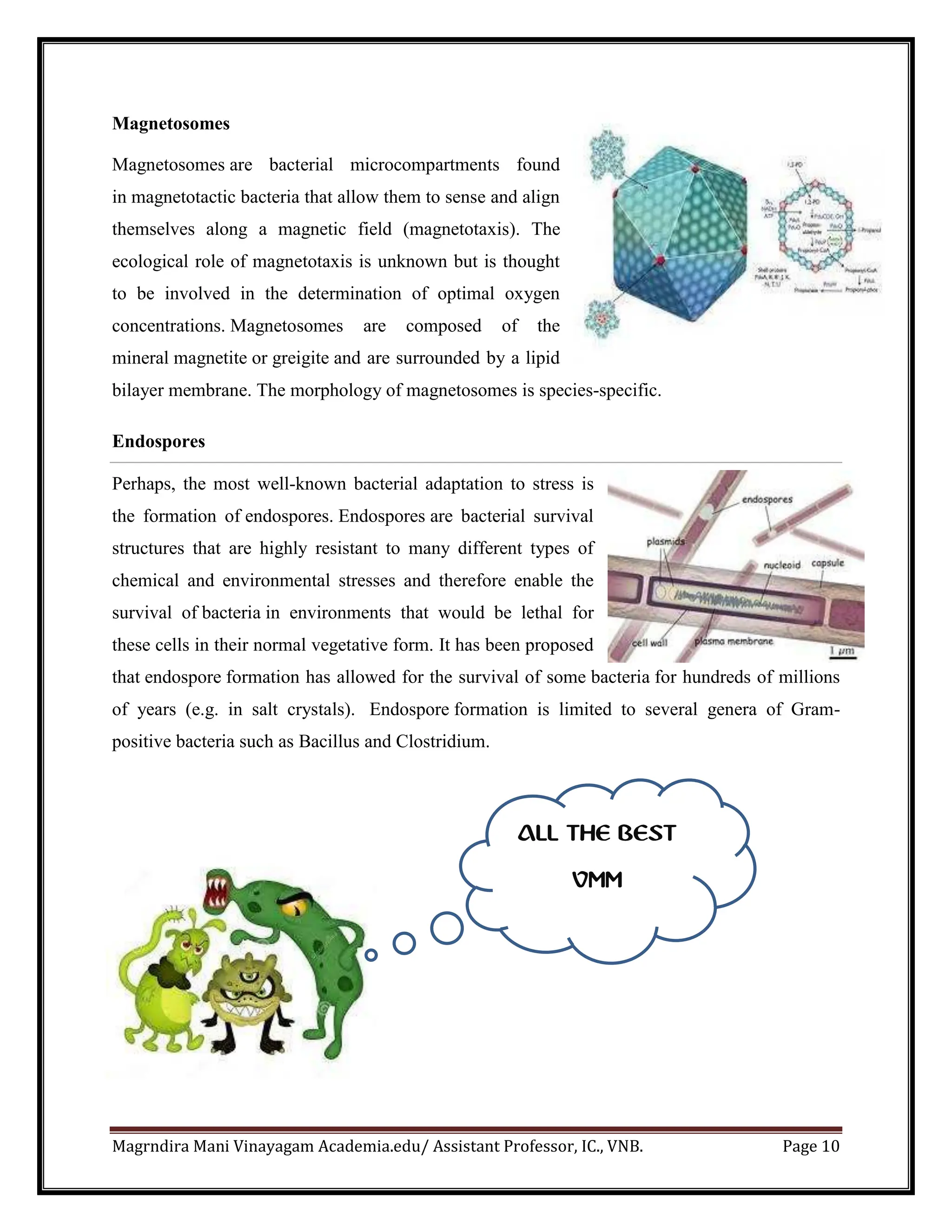 Magrndira Mani Vinayagam Academia.edu/ Assistant Professor, IC., VNB. Page 10
Magnetosomes
Magnetosomes are bacterial microcompartments found
in magnetotactic bacteria that allow them to sense and align
themselves along a magnetic field (magnetotaxis). The
ecological role of magnetotaxis is unknown but is thought
to be involved in the determination of optimal oxygen
concentrations. Magnetosomes are composed of the
mineral magnetite or greigite and are surrounded by a lipid
bilayer membrane. The morphology of magnetosomes is species-specific.
Endospores
Perhaps, the most well-known bacterial adaptation to stress is
the formation of endospores. Endospores are bacterial survival
structures that are highly resistant to many different types of
chemical and environmental stresses and therefore enable the
survival of bacteria in environments that would be lethal for
these cells in their normal vegetative form. It has been proposed
that endospore formation has allowed for the survival of some bacteria for hundreds of millions
of years (e.g. in salt crystals). Endospore formation is limited to several genera of Gram-
positive bacteria such as Bacillus and Clostridium.
ALL THE BEST
VMM
 