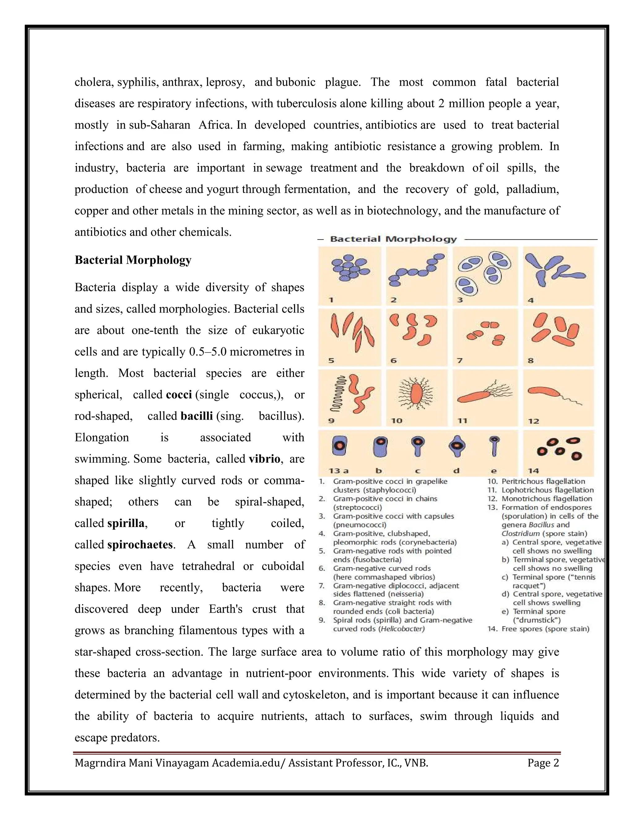 Magrndira Mani Vinayagam Academia.edu/ Assistant Professor, IC., VNB. Page 2
cholera, syphilis, anthrax, leprosy, and bubonic plague. The most common fatal bacterial
diseases are respiratory infections, with tuberculosis alone killing about 2 million people a year,
mostly in sub-Saharan Africa. In developed countries, antibiotics are used to treat bacterial
infections and are also used in farming, making antibiotic resistance a growing problem. In
industry, bacteria are important in sewage treatment and the breakdown of oil spills, the
production of cheese and yogurt through fermentation, and the recovery of gold, palladium,
copper and other metals in the mining sector, as well as in biotechnology, and the manufacture of
antibiotics and other chemicals.
Bacterial Morphology
Bacteria display a wide diversity of shapes
and sizes, called morphologies. Bacterial cells
are about one-tenth the size of eukaryotic
cells and are typically 0.5–5.0 micrometres in
length. Most bacterial species are either
spherical, called cocci (single coccus,), or
rod-shaped, called bacilli (sing. bacillus).
Elongation is associated with
swimming. Some bacteria, called vibrio, are
shaped like slightly curved rods or comma-
shaped; others can be spiral-shaped,
called spirilla, or tightly coiled,
called spirochaetes. A small number of
species even have tetrahedral or cuboidal
shapes. More recently, bacteria were
discovered deep under Earth's crust that
grows as branching filamentous types with a
star-shaped cross-section. The large surface area to volume ratio of this morphology may give
these bacteria an advantage in nutrient-poor environments. This wide variety of shapes is
determined by the bacterial cell wall and cytoskeleton, and is important because it can influence
the ability of bacteria to acquire nutrients, attach to surfaces, swim through liquids and
escape predators.
 