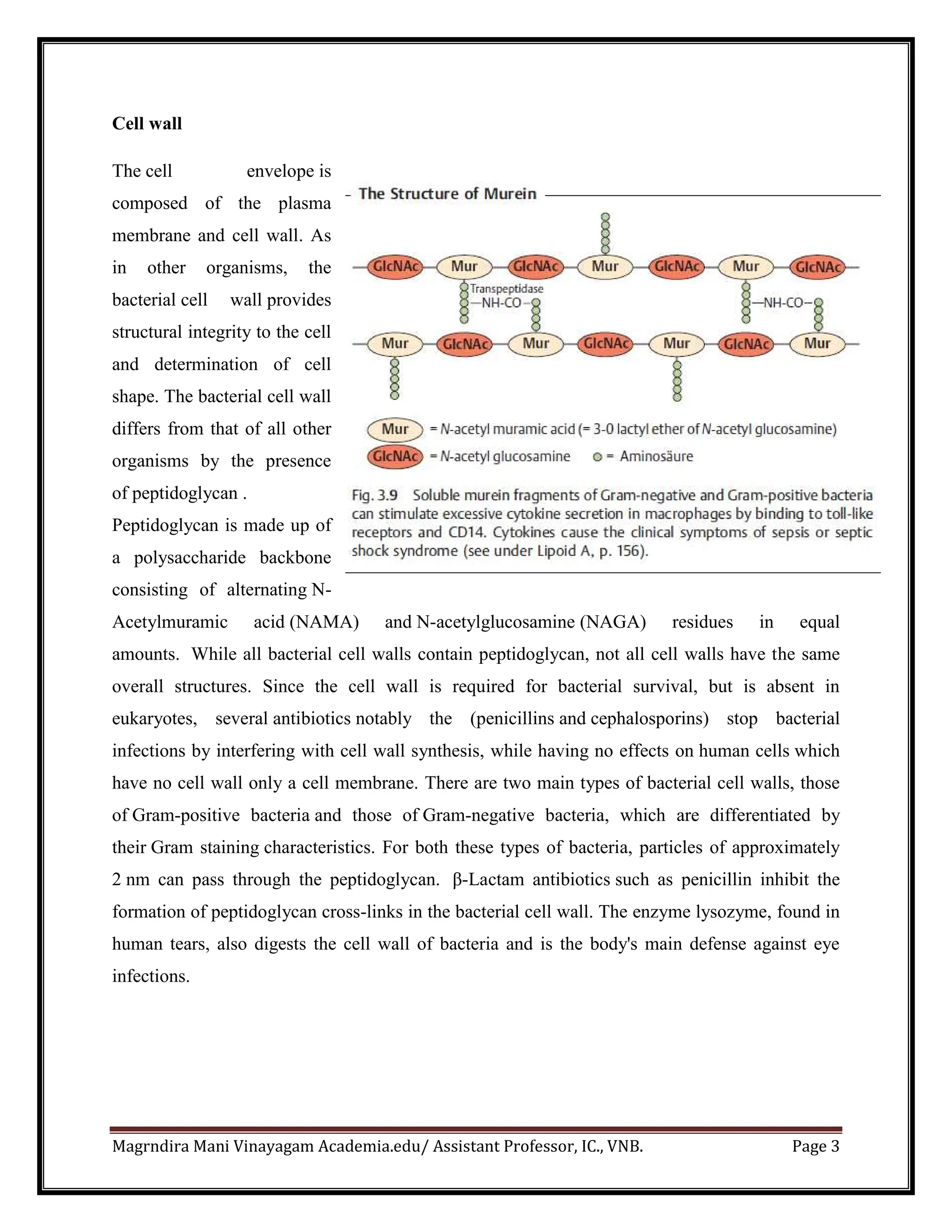 Magrndira Mani Vinayagam Academia.edu/ Assistant Professor, IC., VNB. Page 3
Cell wall
The cell envelope is
composed of the plasma
membrane and cell wall. As
in other organisms, the
bacterial cell wall provides
structural integrity to the cell
and determination of cell
shape. The bacterial cell wall
differs from that of all other
organisms by the presence
of peptidoglycan .
Peptidoglycan is made up of
a polysaccharide backbone
consisting of alternating N-
Acetylmuramic acid (NAMA) and N-acetylglucosamine (NAGA) residues in equal
amounts. While all bacterial cell walls contain peptidoglycan, not all cell walls have the same
overall structures. Since the cell wall is required for bacterial survival, but is absent in
eukaryotes, several antibiotics notably the (penicillins and cephalosporins) stop bacterial
infections by interfering with cell wall synthesis, while having no effects on human cells which
have no cell wall only a cell membrane. There are two main types of bacterial cell walls, those
of Gram-positive bacteria and those of Gram-negative bacteria, which are differentiated by
their Gram staining characteristics. For both these types of bacteria, particles of approximately
2 nm can pass through the peptidoglycan. β-Lactam antibiotics such as penicillin inhibit the
formation of peptidoglycan cross-links in the bacterial cell wall. The enzyme lysozyme, found in
human tears, also digests the cell wall of bacteria and is the body's main defense against eye
infections.
 