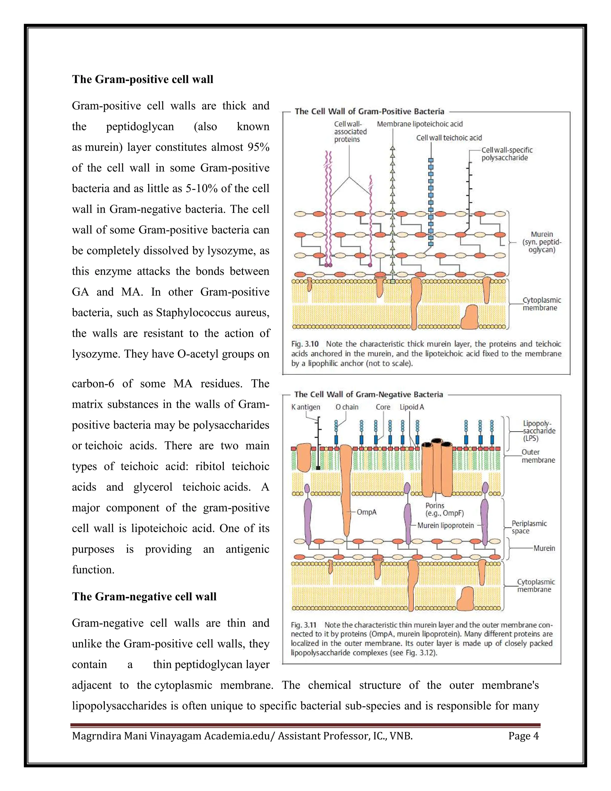 Magrndira Mani Vinayagam Academia.edu/ Assistant Professor, IC., VNB. Page 4
The Gram-positive cell wall
Gram-positive cell walls are thick and
the peptidoglycan (also known
as murein) layer constitutes almost 95%
of the cell wall in some Gram-positive
bacteria and as little as 5-10% of the cell
wall in Gram-negative bacteria. The cell
wall of some Gram-positive bacteria can
be completely dissolved by lysozyme, as
this enzyme attacks the bonds between
GA and MA. In other Gram-positive
bacteria, such as Staphylococcus aureus,
the walls are resistant to the action of
lysozyme. They have O-acetyl groups on
carbon-6 of some MA residues. The
matrix substances in the walls of Gram-
positive bacteria may be polysaccharides
or teichoic acids. There are two main
types of teichoic acid: ribitol teichoic
acids and glycerol teichoic acids. A
major component of the gram-positive
cell wall is lipoteichoic acid. One of its
purposes is providing an antigenic
function.
The Gram-negative cell wall
Gram-negative cell walls are thin and
unlike the Gram-positive cell walls, they
contain a thin peptidoglycan layer
adjacent to the cytoplasmic membrane. The chemical structure of the outer membrane's
lipopolysaccharides is often unique to specific bacterial sub-species and is responsible for many
 