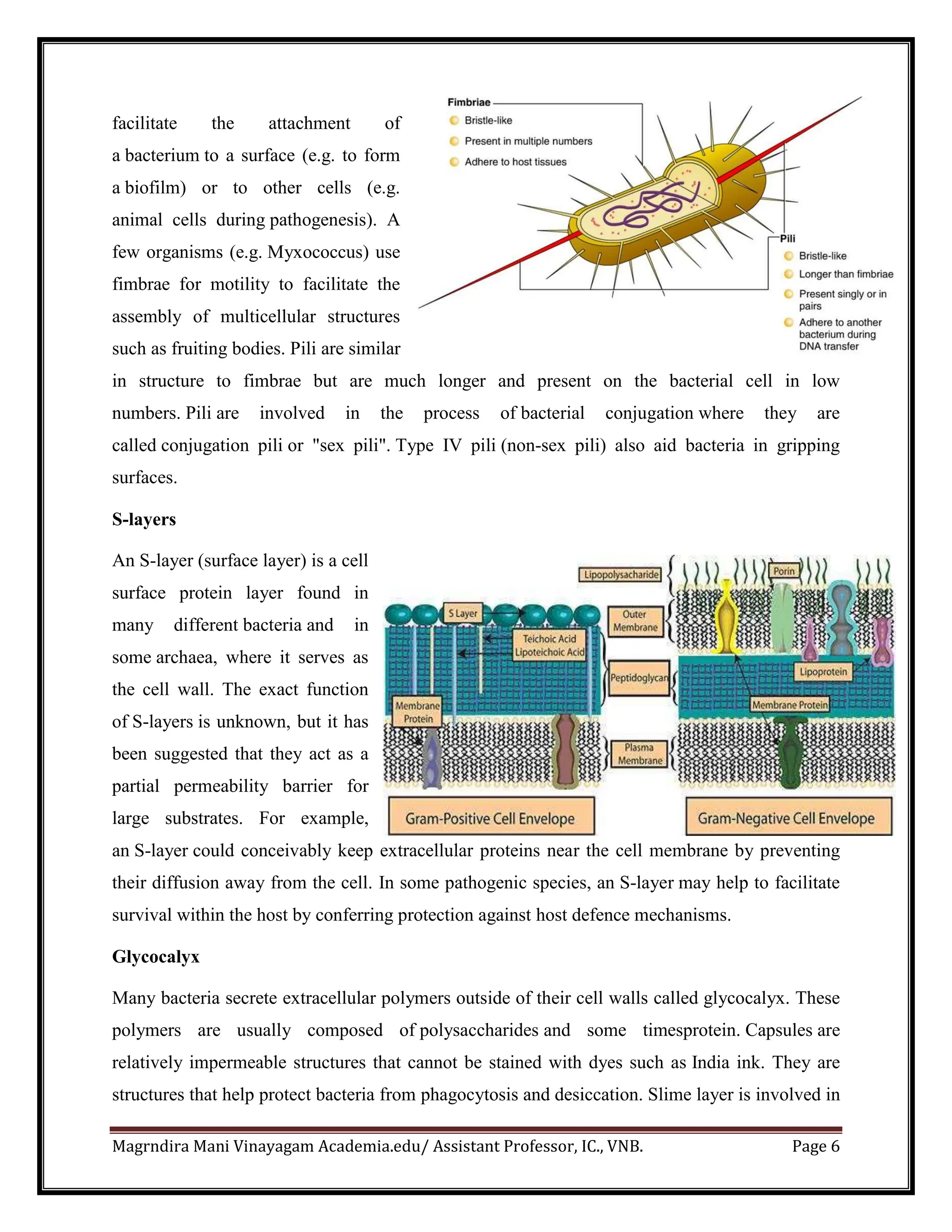 Magrndira Mani Vinayagam Academia.edu/ Assistant Professor, IC., VNB. Page 6
facilitate the attachment of
a bacterium to a surface (e.g. to form
a biofilm) or to other cells (e.g.
animal cells during pathogenesis). A
few organisms (e.g. Myxococcus) use
fimbrae for motility to facilitate the
assembly of multicellular structures
such as fruiting bodies. Pili are similar
in structure to fimbrae but are much longer and present on the bacterial cell in low
numbers. Pili are involved in the process of bacterial conjugation where they are
called conjugation pili or "sex pili". Type IV pili (non-sex pili) also aid bacteria in gripping
surfaces.
S-layers
An S-layer (surface layer) is a cell
surface protein layer found in
many different bacteria and in
some archaea, where it serves as
the cell wall. The exact function
of S-layers is unknown, but it has
been suggested that they act as a
partial permeability barrier for
large substrates. For example,
an S-layer could conceivably keep extracellular proteins near the cell membrane by preventing
their diffusion away from the cell. In some pathogenic species, an S-layer may help to facilitate
survival within the host by conferring protection against host defence mechanisms.
Glycocalyx
Many bacteria secrete extracellular polymers outside of their cell walls called glycocalyx. These
polymers are usually composed of polysaccharides and some timesprotein. Capsules are
relatively impermeable structures that cannot be stained with dyes such as India ink. They are
structures that help protect bacteria from phagocytosis and desiccation. Slime layer is involved in
 
