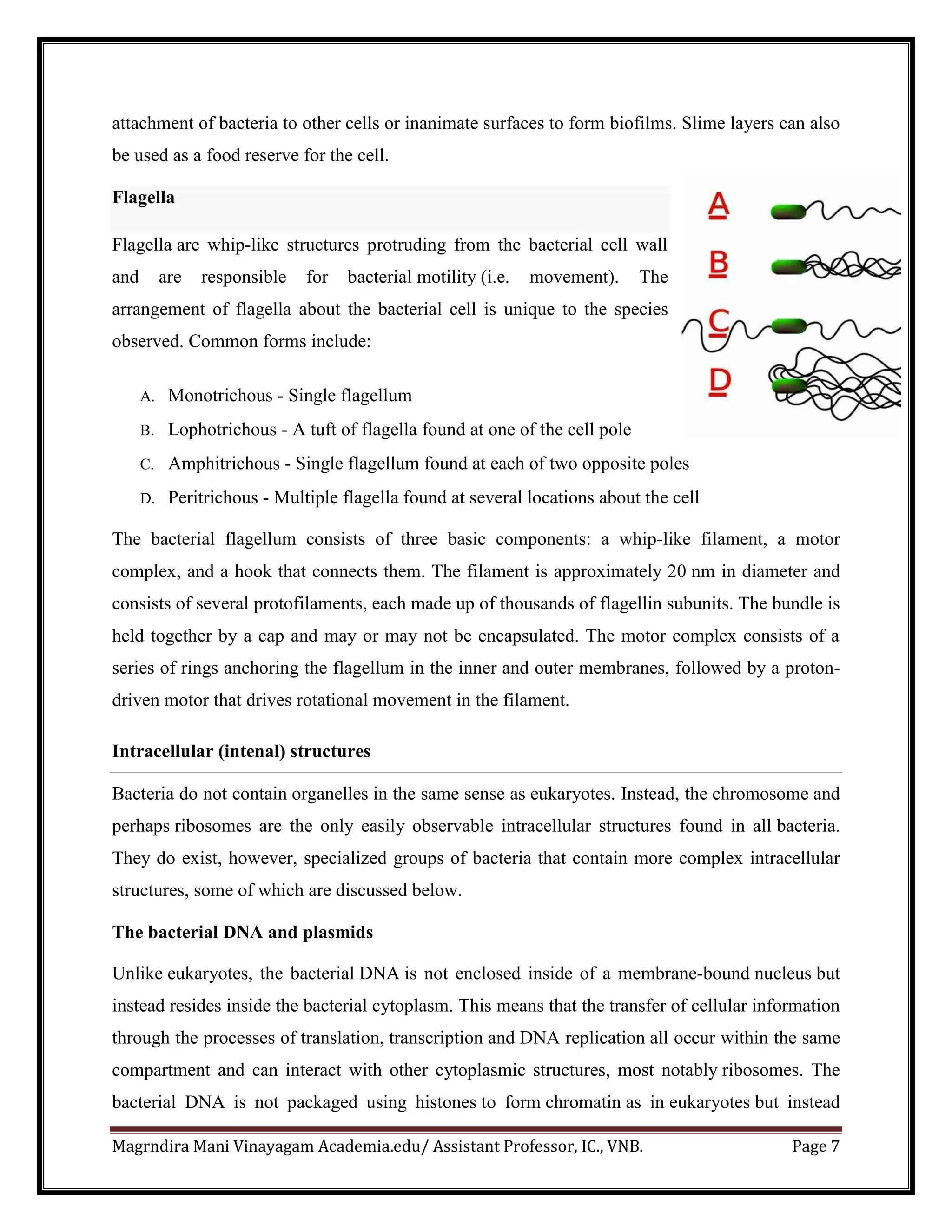 Magrndira Mani Vinayagam Academia.edu/ Assistant Professor, IC., VNB. Page 7
attachment of bacteria to other cells or inanimate surfaces to form biofilms. Slime layers can also
be used as a food reserve for the cell.
Flagella
Flagella are whip-like structures protruding from the bacterial cell wall
and are responsible for bacterial motility (i.e. movement). The
arrangement of flagella about the bacterial cell is unique to the species
observed. Common forms include:
A. Monotrichous - Single flagellum
B. Lophotrichous - A tuft of flagella found at one of the cell pole
C. Amphitrichous - Single flagellum found at each of two opposite poles
D. Peritrichous - Multiple flagella found at several locations about the cell
The bacterial flagellum consists of three basic components: a whip-like filament, a motor
complex, and a hook that connects them. The filament is approximately 20 nm in diameter and
consists of several protofilaments, each made up of thousands of flagellin subunits. The bundle is
held together by a cap and may or may not be encapsulated. The motor complex consists of a
series of rings anchoring the flagellum in the inner and outer membranes, followed by a proton-
driven motor that drives rotational movement in the filament.
Intracellular (intenal) structures
Bacteria do not contain organelles in the same sense as eukaryotes. Instead, the chromosome and
perhaps ribosomes are the only easily observable intracellular structures found in all bacteria.
They do exist, however, specialized groups of bacteria that contain more complex intracellular
structures, some of which are discussed below.
The bacterial DNA and plasmids
Unlike eukaryotes, the bacterial DNA is not enclosed inside of a membrane-bound nucleus but
instead resides inside the bacterial cytoplasm. This means that the transfer of cellular information
through the processes of translation, transcription and DNA replication all occur within the same
compartment and can interact with other cytoplasmic structures, most notably ribosomes. The
bacterial DNA is not packaged using histones to form chromatin as in eukaryotes but instead
 