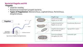 Ultra structure of bacteria Hitesh IGKV RAIPUR.pptx