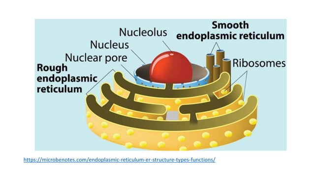 Ultrastructure of Endoplasmic reticulum and functions.pptx