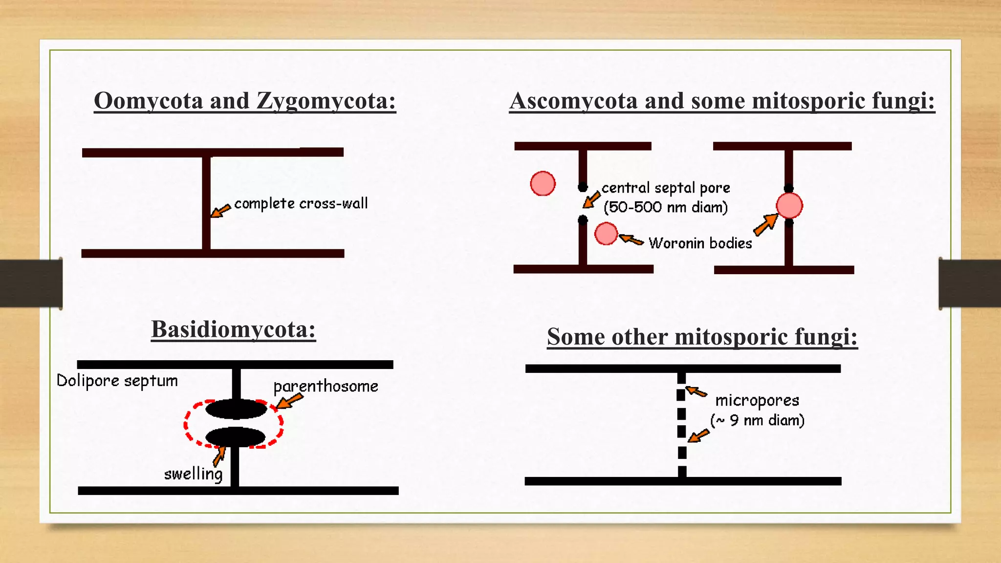 Oomycota and Zygomycota: Ascomycota and some mitosporic fungi:
Basidiomycota: Some other mitosporic fungi:
 