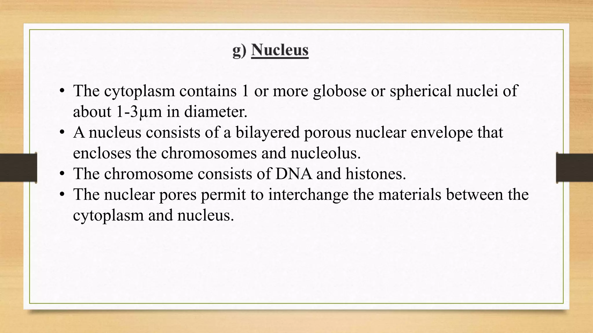 • The cytoplasm contains 1 or more globose or spherical nuclei of
about 1-3µm in diameter.
• A nucleus consists of a bilayered porous nuclear envelope that
encloses the chromosomes and nucleolus.
• The chromosome consists of DNA and histones.
• The nuclear pores permit to interchange the materials between the
cytoplasm and nucleus.
 