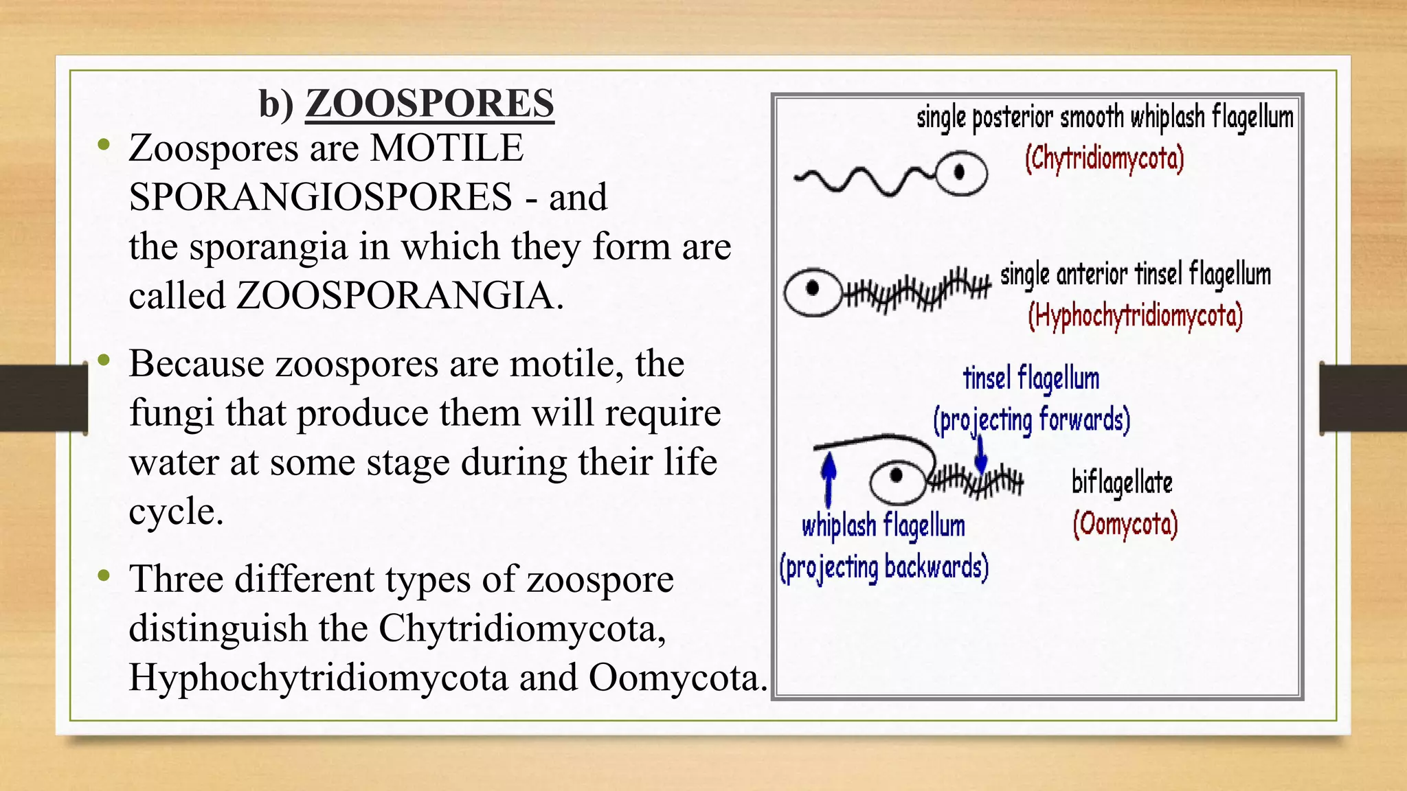 b) ZOOSPORES
• Zoospores are MOTILE
SPORANGIOSPORES - and
the sporangia in which they form are
called ZOOSPORANGIA.
• Because zoospores are motile, the
fungi that produce them will require
water at some stage during their life
cycle.
• Three different types of zoospore
distinguish the Chytridiomycota,
Hyphochytridiomycota and Oomycota.
 
