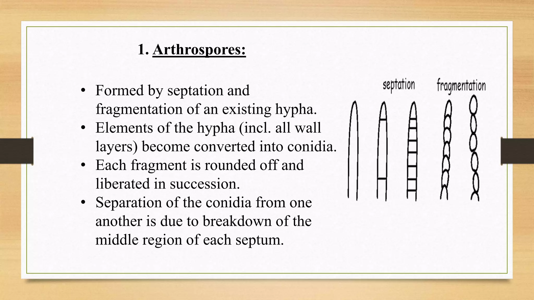 • Formed by septation and
fragmentation of an existing hypha.
• Elements of the hypha (incl. all wall
layers) become converted into conidia.
• Each fragment is rounded off and
liberated in succession.
• Separation of the conidia from one
another is due to breakdown of the
middle region of each septum.
1. Arthrospores:
 