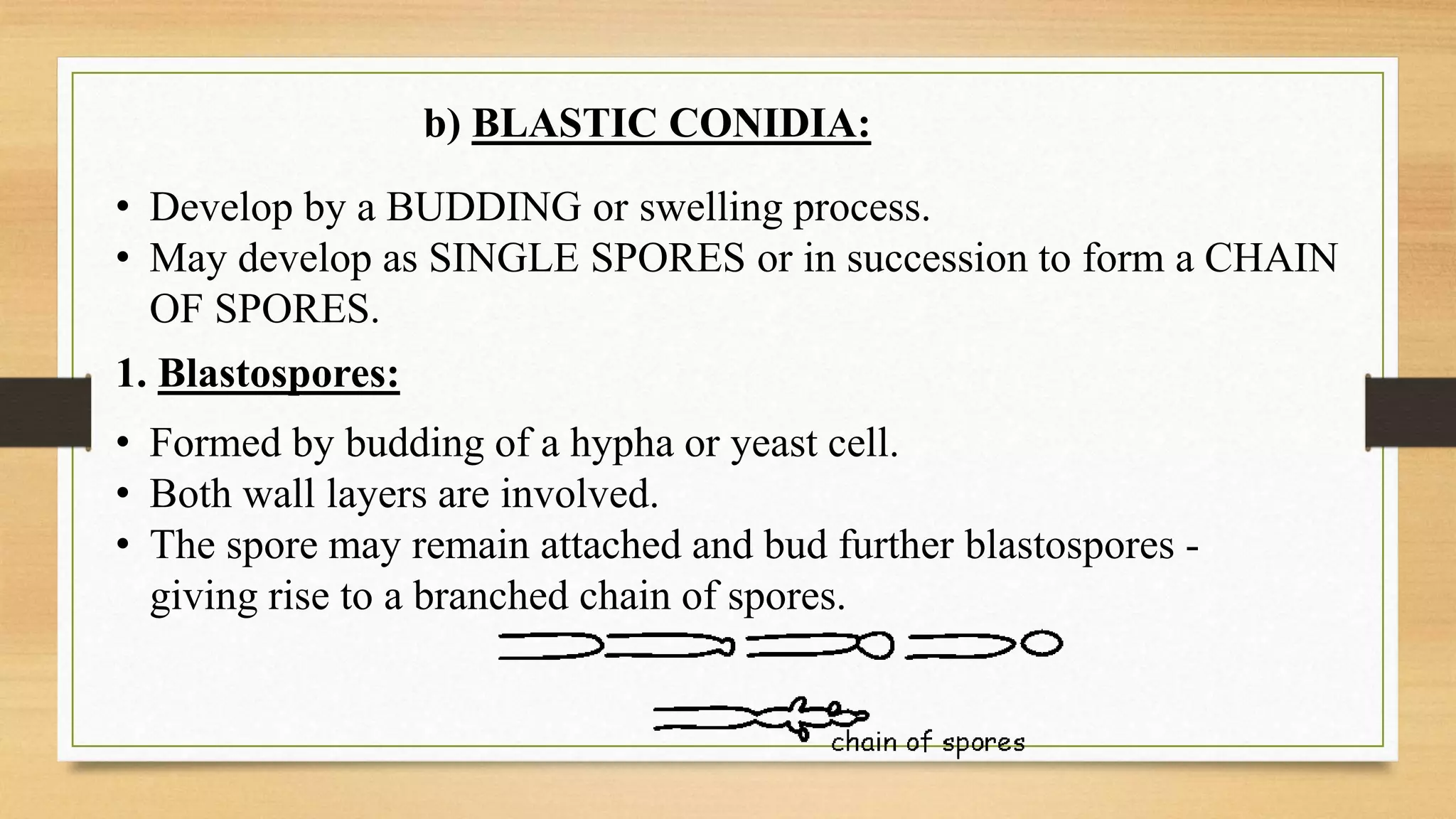 b) BLASTIC CONIDIA:
• Develop by a BUDDING or swelling process.
• May develop as SINGLE SPORES or in succession to form a CHAIN
OF SPORES.
1. Blastospores:
• Formed by budding of a hypha or yeast cell.
• Both wall layers are involved.
• The spore may remain attached and bud further blastospores -
giving rise to a branched chain of spores.
 