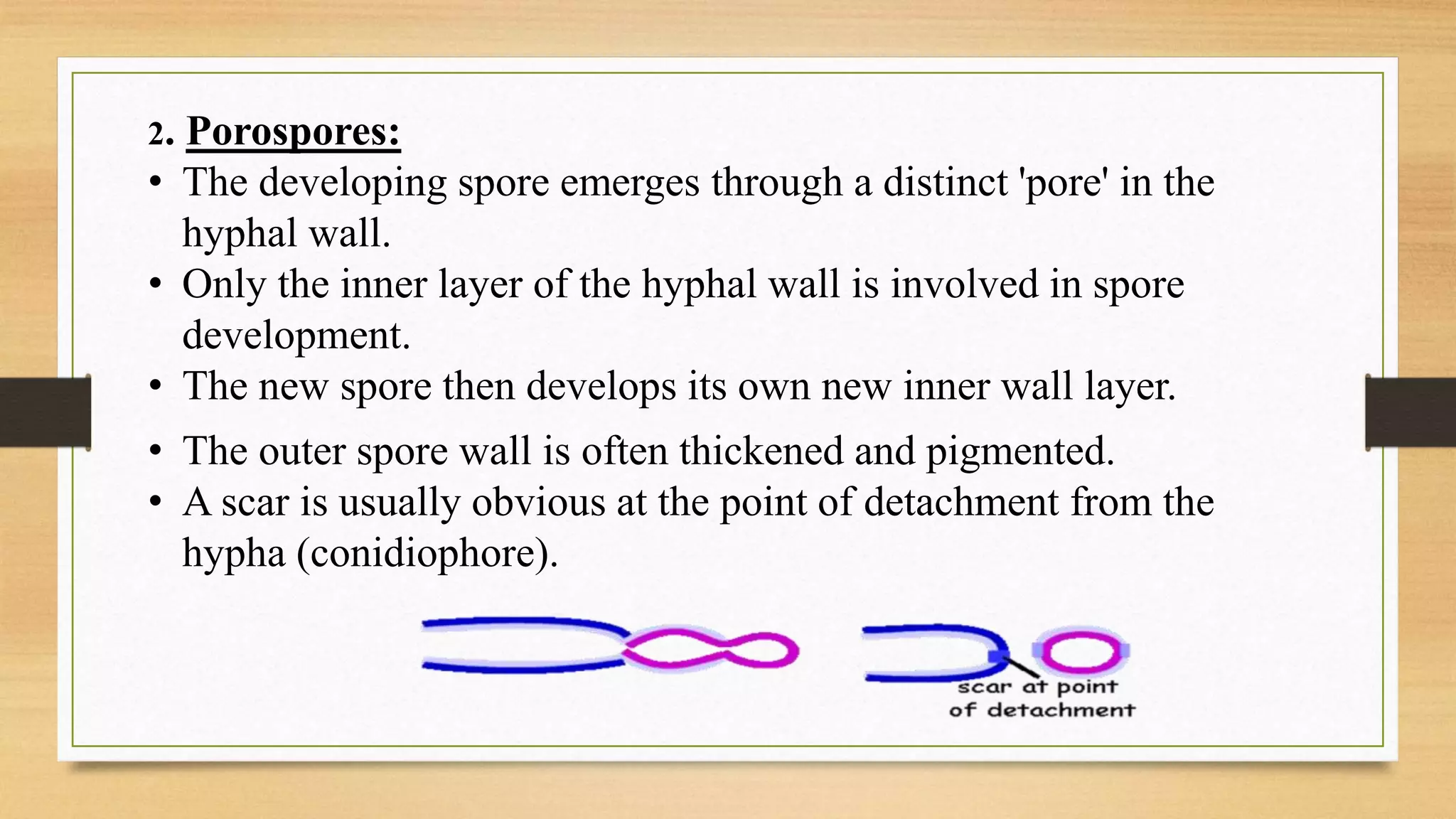 2. Porospores:
• The developing spore emerges through a distinct 'pore' in the
hyphal wall.
• Only the inner layer of the hyphal wall is involved in spore
development.
• The new spore then develops its own new inner wall layer.
• The outer spore wall is often thickened and pigmented.
• A scar is usually obvious at the point of detachment from the
hypha (conidiophore).
 