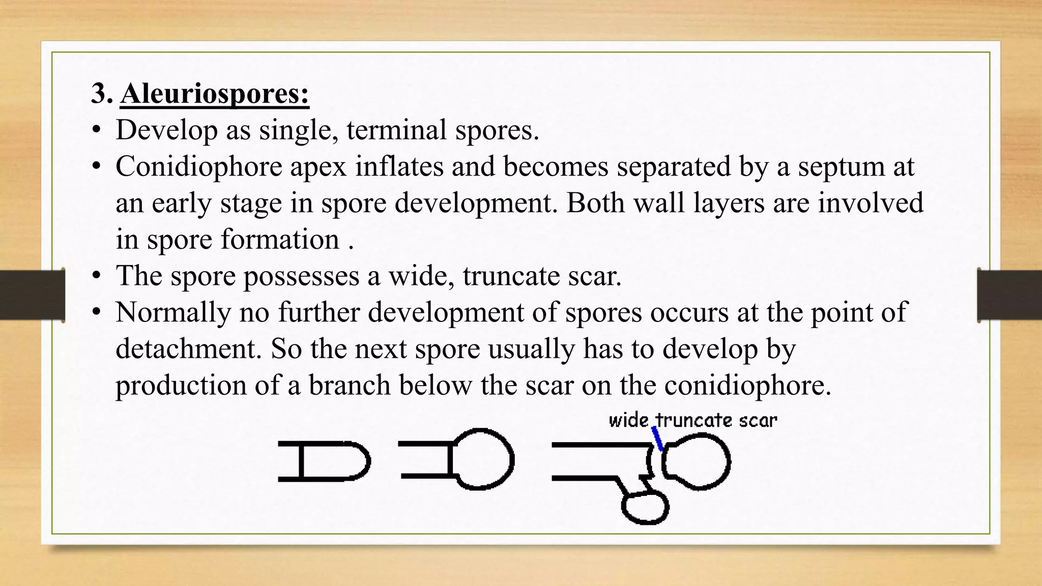 3. Aleuriospores:
• Develop as single, terminal spores.
• Conidiophore apex inflates and becomes separated by a septum at
an early stage in spore development. Both wall layers are involved
in spore formation .
• The spore possesses a wide, truncate scar.
• Normally no further development of spores occurs at the point of
detachment. So the next spore usually has to develop by
production of a branch below the scar on the conidiophore.
 