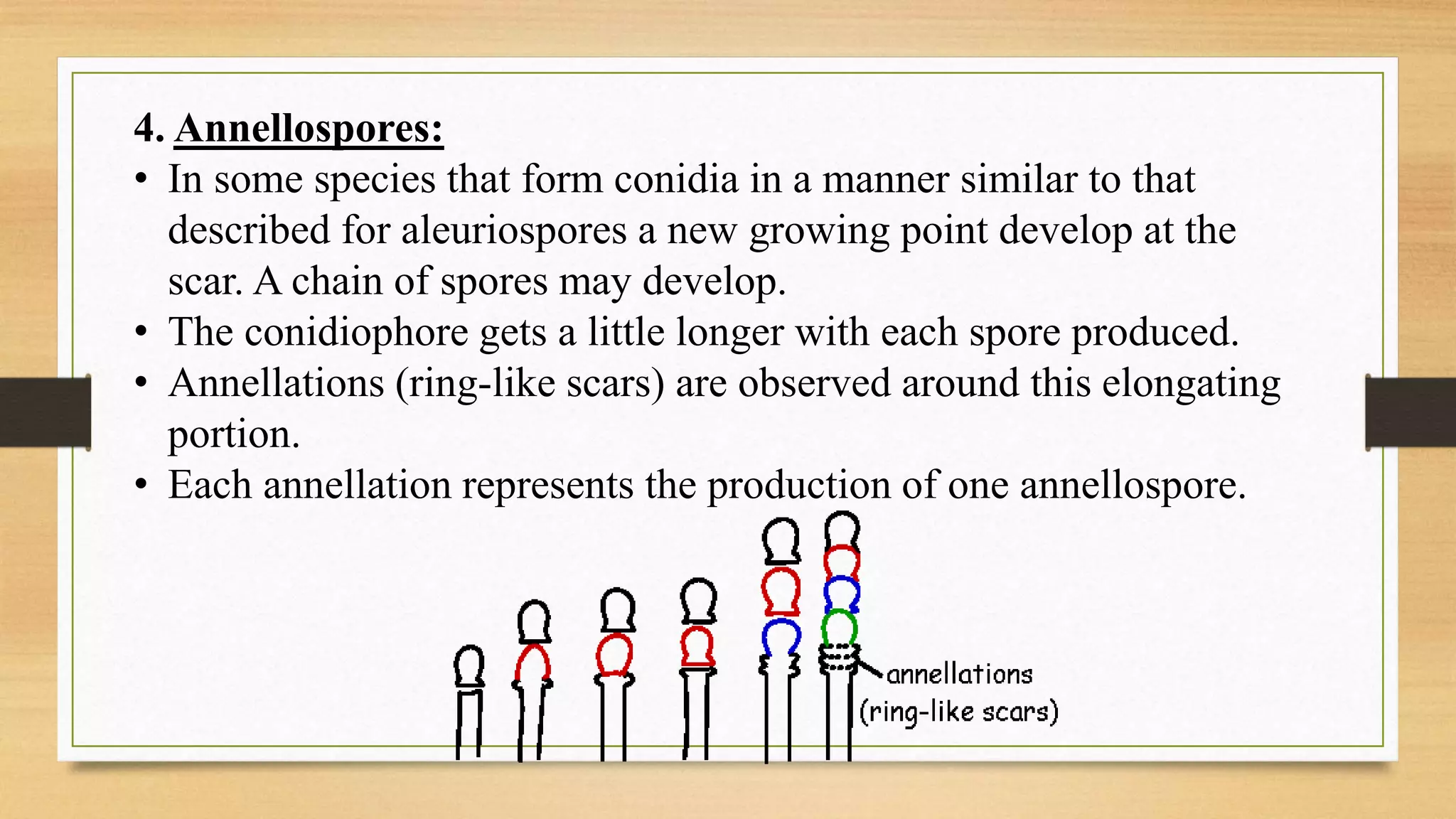 4. Annellospores:
• In some species that form conidia in a manner similar to that
described for aleuriospores a new growing point develop at the
scar. A chain of spores may develop.
• The conidiophore gets a little longer with each spore produced.
• Annellations (ring-like scars) are observed around this elongating
portion.
• Each annellation represents the production of one annellospore.
 