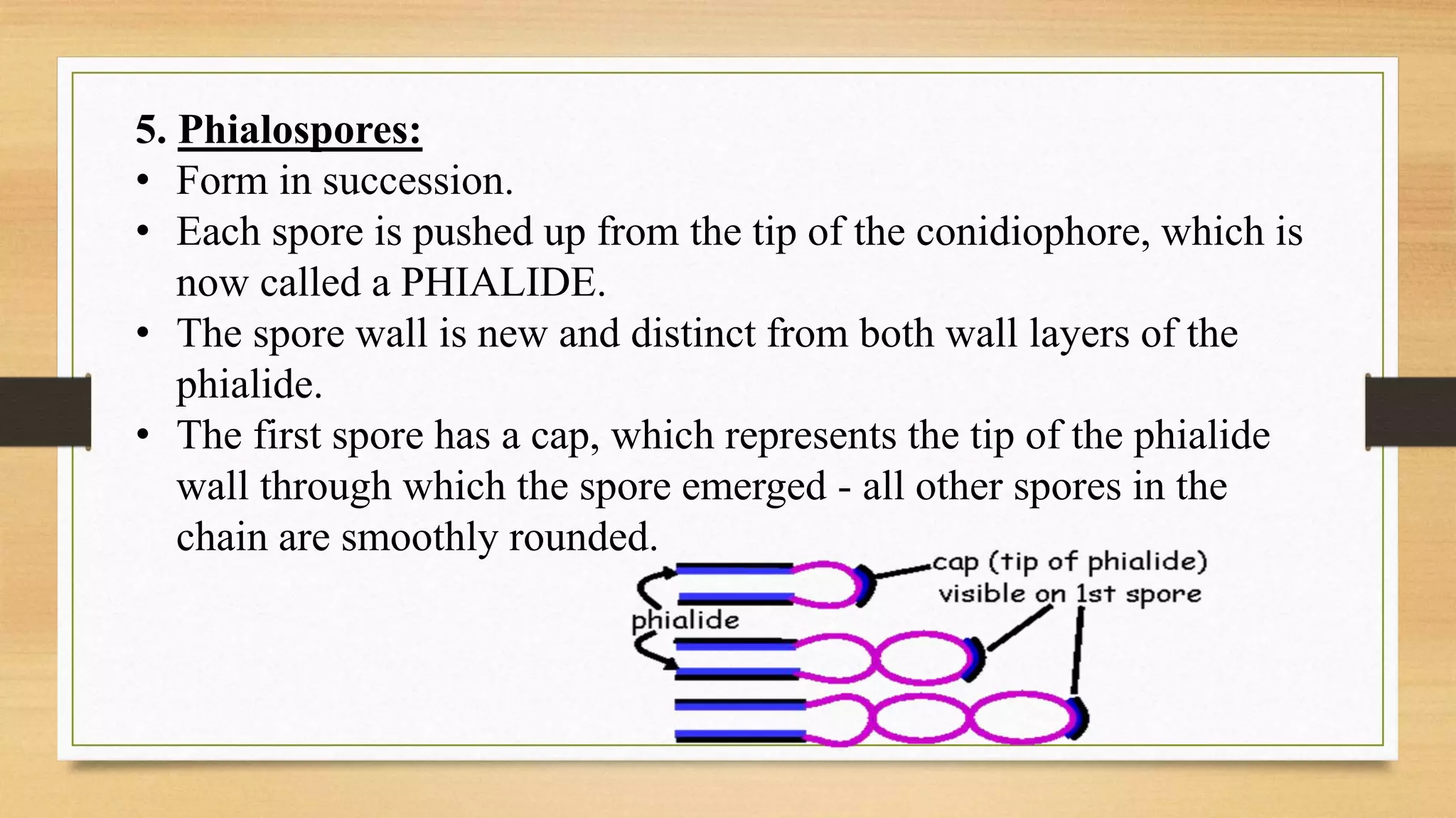 5. Phialospores:
• Form in succession.
• Each spore is pushed up from the tip of the conidiophore, which is
now called a PHIALIDE.
• The spore wall is new and distinct from both wall layers of the
phialide.
• The first spore has a cap, which represents the tip of the phialide
wall through which the spore emerged - all other spores in the
chain are smoothly rounded.
 