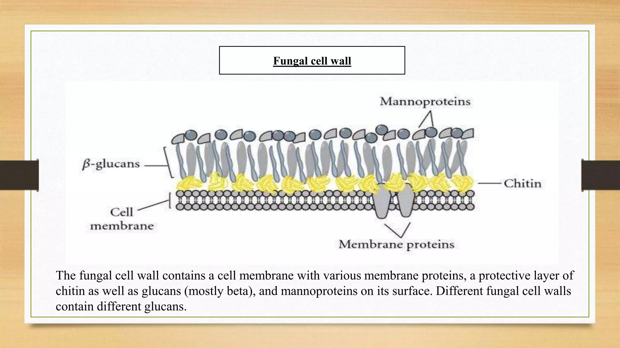 Fungal cell wall
The fungal cell wall contains a cell membrane with various membrane proteins, a protective layer of
chitin as well as glucans (mostly beta), and mannoproteins on its surface. Different fungal cell walls
contain different glucans.
 