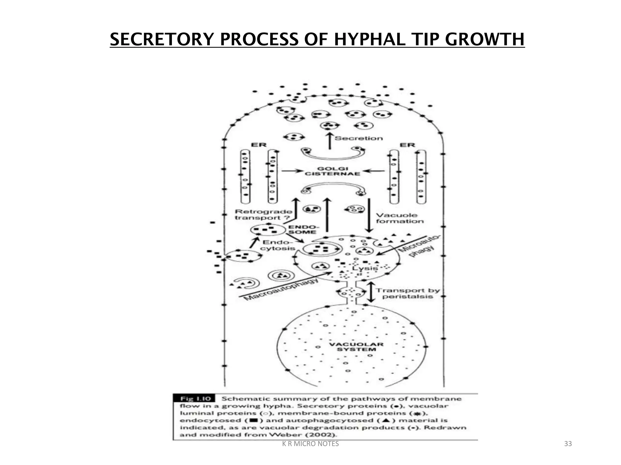 ULTRA STRUCTURE OF FUNGAL CELL AND GROWTH | PPTX