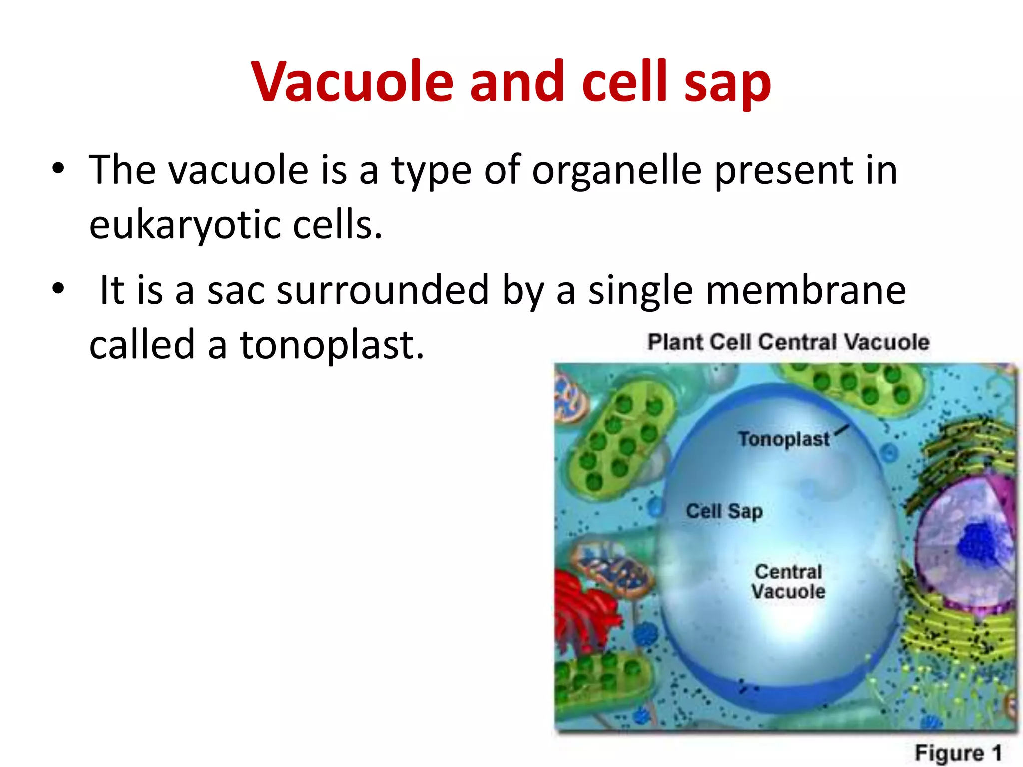 Cell Sap Ultra structure of plant cell (2) | PPT