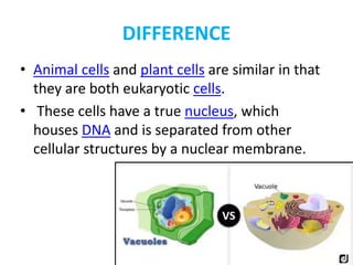 Ultra structure of plant cell (2)