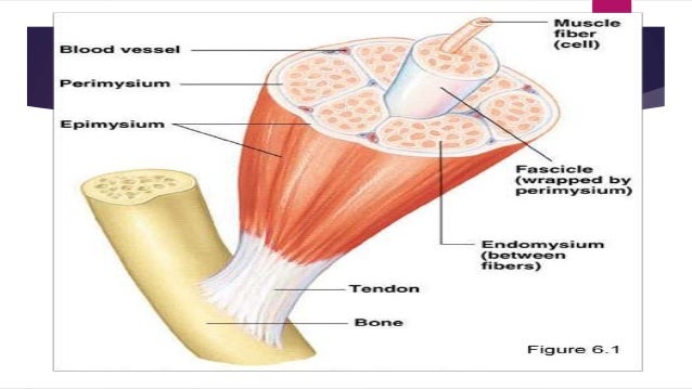 Ultrastructure of skeletal muscle