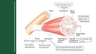 Ultrastructure of skeletal muscle...pptx