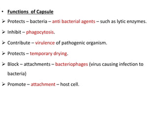 Ultra stucture of bacteria cell | PPTX