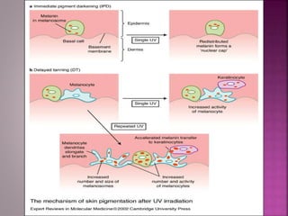 Ultraviolet R Ultraviolet Radiation (UVR) | PPTX