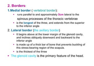 UL upper limb-1 anatomy,bonemuscle and neurovusculatur | PDF