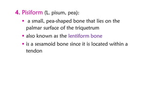 Pisciform Shape UL upper limb-1 anatomy,bonemuscle and neurovusculatur | PDF