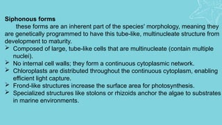 ULVOPHYCEAE Presentation (SUBJECT: PHYCOLOGY) | PPTX