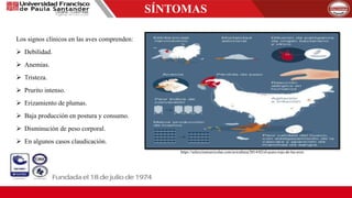 SÍNTOMAS
Los signos clínicos en las aves comprenden:
 Debilidad.
 Anemias.
 Tristeza.
 Prurito intenso.
 Erizamiento de plumas.
 Baja producción en postura y consumo.
 Disminución de peso corporal.
 En algunos casos claudicación.
https://seleccionesavicolas.com/avicultura/2014/02/el-acaro-rojo-de-las-aves
 