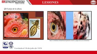 LESIONES
 El piojo de la cabeza.
https://es.slideshare.net/danilomarin2/parasitos-externos-y-plagas-de-las-aves-domesticas
 