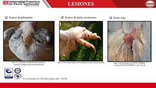 LESIONES
 Ácaros desplumante.  Ácaros de patas escamosas.  Ácaro rojo.
https://es.slideshare.net/danilomarin2/parasitos-
externos-y-plagas-de-las-aves-domesticas
https://www.fincacasarejo.com/cuidados-y-manejo/patas-escamas https://web.facebook.com/20270152208469
15/posts/2107250159490087/?_rdc=1&_rdr
 