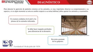 DIAGNÓSTICO
Para detectar la aparición de parásitos externos en los animales, es muy importante observar su comportamiento y su
aspecto y si en algún momento se nota un cambio respecto a su rutina habitual, debes apartar los animales y examinarlos.
Un examen cuidadoso de la piel y las
plumas de los animales infectados.
Se debe hacer raspados profundos
para diferenciar de la dermatitis.
Revisión constante
de los galpones.
https://www.alquimodul-peru.com/portfolio-item/galpones-para-pollos/
 