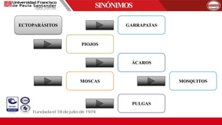 SINÓNIMOS
ECTOPARÁSITOS
PIOJOS
ÁCAROS
MOSQUITOSMOSCAS
PULGAS
GARRAPATAS
 