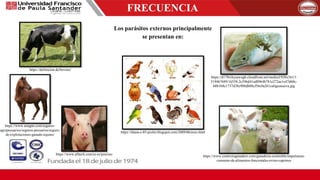 FRECUENCIA
Los parásitos externos principalmente
se presentan en:
https://diana-c-85-piolin.blogspot.com/2009/06/aves.html
https://definicion.de/bovino/
https://www.anagan.com/seguros-
agropecuarios/seguros-pecuarios/seguro-
de-explotaciones-ganado-equino/
https://www.alltech.com/es-es/porcino https://www.contextoganadero.com/ganaderia-sostenible/impulsaran-
consumo-de-alimentos-funcionales-ovino-caprinos
https://d178ivhysawugh.cloudfront.net/media/l/920x561/1
519467689/16558-2c596d41ed8964b781e272ae1e47d60c-
68b1b8e1737d38e908db08cf56c0a261caligusnueva.jpg
 