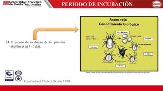 PERIODO DE INCUBACIÓN
 El periodo de incubación de los parásitos
externos es de 4 - 7 días.
https://www.tri-tro.com/enfermedades-parasitarias-en-gallinas/acaro-rojo-en-gallinas/
 